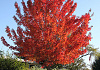 acer rubrum redpointe 03