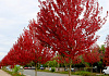 acer rubrum redpointe 16