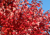 acer rubrum redpointe 23 2016 10 20