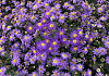 aster ageratoides bococas castor 1902 01 10 tak in een vak pollux