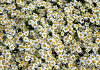 aster ageratoides polaris bocopola 18