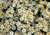 aster ageratoides polaris bocopola 19