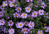 aster ageratoides sirius bocosir 07