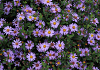 aster ageratoides sirius bocosir 08