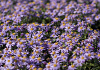 aster ageratoides sirius bocosir 77522