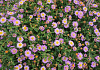 aster ageratoides bocospi inflorescences