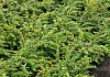 berberis tiny n spiny 01