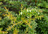 berberis tiny n spiny 04