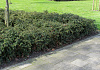 berberis tiny n spiny 09
