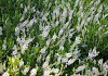 clethra alnifolia white spire darwish 53