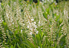 clethra alnifolia white spire darwish 56