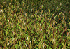 cotoneaster salicifolius willeke 01