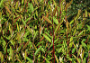 cotoneaster salicifolius willeke 02