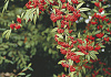 cotoneaster salicifolius willeke darwil 50