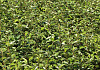 elaeagnus ebbingei green glory bokraglory 0501 01 17