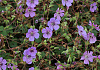 geranium wallichianum joy bocoalsbl 02