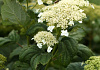 hydrangea arborescens white dome dardom 01