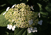 hydrangea arborescens white dome dardom 08