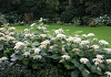 hydrangea arborescens white dome dardom 11