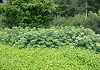hydrangea arborescens white dome dardom 54