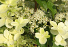 hydrangea paniculata savill lace 012