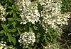 hydrangea paniculata savill lace 03