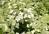 hydrangea paniculata savill lace 21