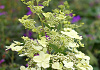 hydrangea paniculata savill lace 23