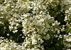 hydrangea paniculata savill lace 24