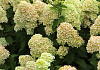 hydrangea paniculata cocktail bokraflame 13