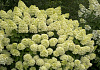 hydrangea paniculata cocktail pap75082