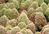 hydrangea paniculata cocktail bokraflame 16