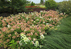 hydrangea paniculata dart s little dot darlido 12