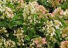 hydrangea paniculata dart s little dot darlido 13