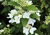 hydrangea paniculata dart s little dot darlido 10