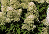 hydrangea paniculata bokralims lime sparkle 01 uitsnede kopie