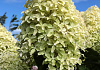 hydrangea paniculata bokralims lime sparkle 08