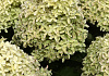 hydrangea paniculata bokralims lime sparkle 10