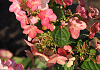 hydrangea paniculata melange bokratorch 014