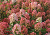 hydrangea paniculata melange bokratorch 021