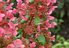 hydrangea paniculata melange bokratorch 11
