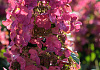 hydrangea paniculata melange bokratorch 35