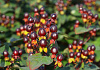 hypericum inodorum black gem kolmuni 01