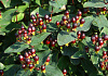 hypericum inodorum black gem kolmuni 04