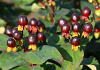 hypericum inodorum black gem kolmuni 07