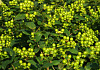 hypericum inodorum green gem kolmali 01