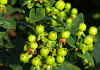 hypericum inodorum green gem kolmali 03