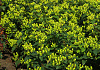 hypericum inodorum green gem kolmali 07