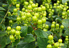 hypericum inodorum green gem kolmali 15