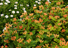 hypericum inodorum orange gem kolmbeau 01